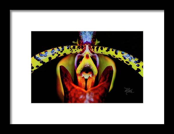 Orchid Framed Print featuring the photograph Orchid Study Six by Meta Gatschenberger