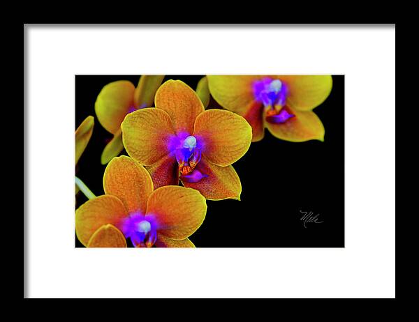 Orchid Framed Print featuring the photograph Orchid Study Ten by Meta Gatschenberger