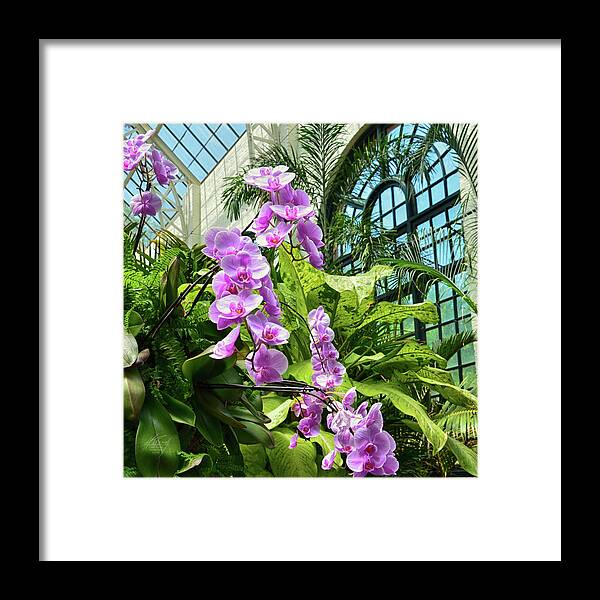 Orchids Framed Print featuring the photograph Orchids by Michael Frank