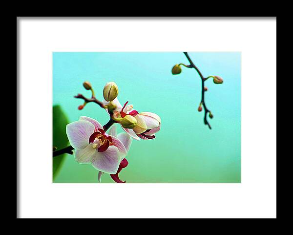 Petal Framed Print featuring the photograph Orchids Out For A Breath Of Fresh Air by Photo By Alan Shapiro