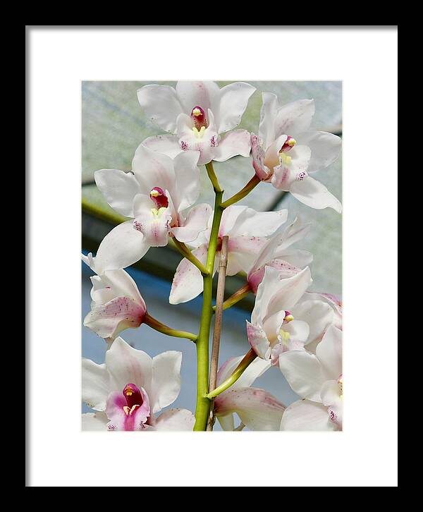 Flower Framed Print featuring the photograph White Cymbidium Orchids I by Bnte Creations