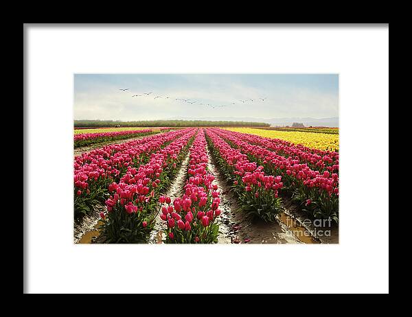 Tulips Framed Print featuring the photograph Oregon tulip festival by Sylvia Cook