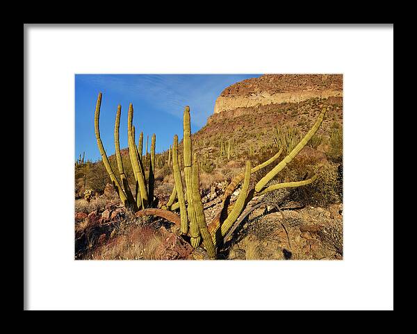 00557655 Framed Print featuring the photograph Organ Pipe Cactus, Ajo Mts, Organ Pipe Cactus Nm, Arizona by Tim Fitzharris