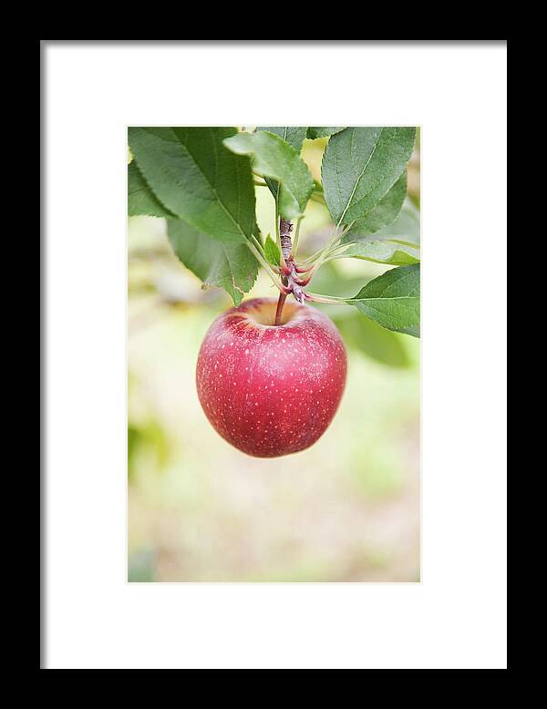 Outdoors Framed Print featuring the photograph Organic Red Apple Hanging From Branch by Jacqueline Veissid