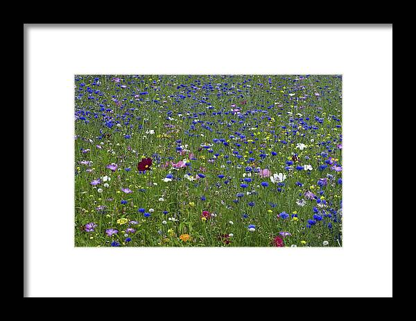 Mix Framed Print featuring the photograph Ornamental Flower Meadow With Blue Cornflowers by Unknown