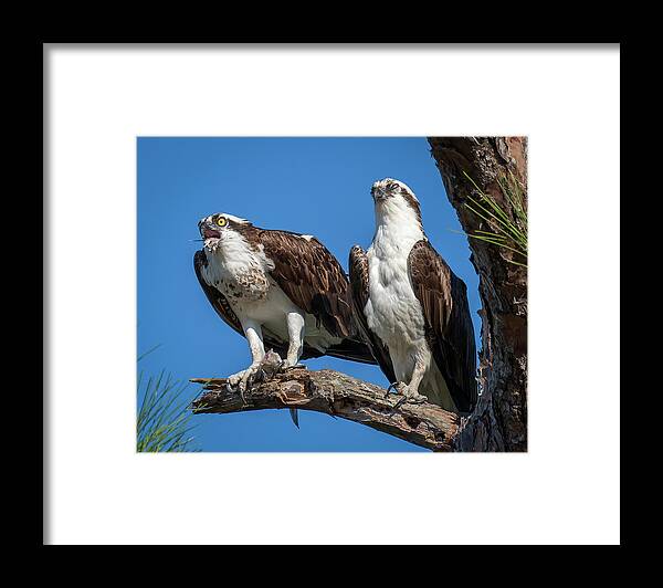 Myeress Framed Print featuring the photograph Osprey fight by Joe Myeress