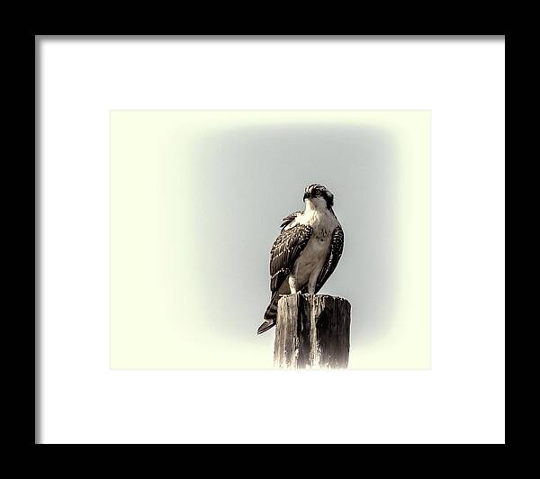 Osprey Framed Print featuring the photograph Osprey in Sepia by Cathy Kovarik