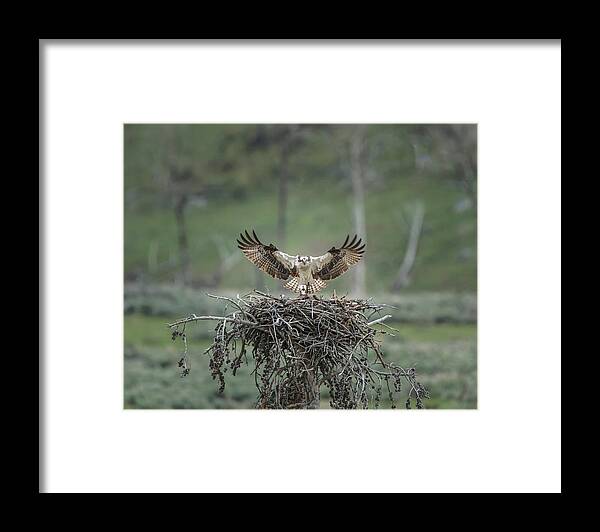 Osprey Lands On Nest With Chick Framed Print featuring the photograph Osprey Lands On Nest With Chick by Galloimages Online
