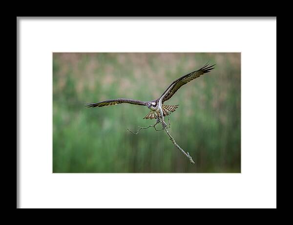 Osprey Framed Print featuring the photograph Osprey by Max Wang