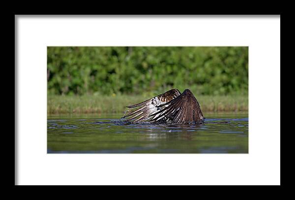Osprey Framed Print featuring the photograph Osprey Raises Wings by Pete Walkden