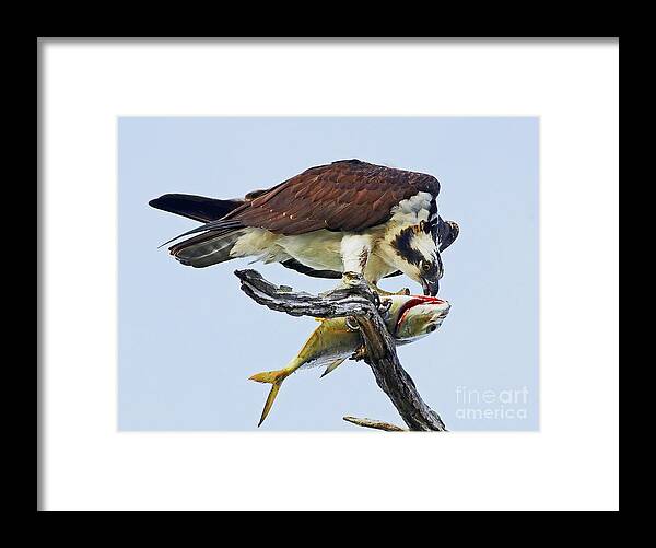 Osprey Framed Print featuring the photograph Osprey with prize by Larry Nieland