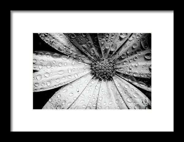 Garden Framed Print featuring the photograph Osteospermum petals black and white with water by Simon Bratt