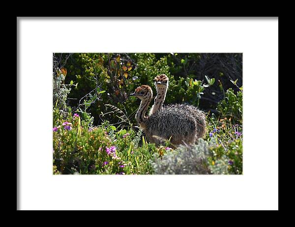 Ostrich Framed Print featuring the photograph Ostrich Chicks by Ben Foster