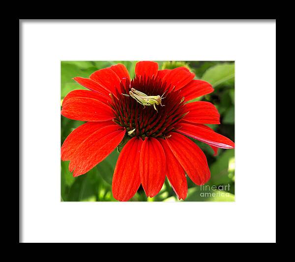 Insect Framed Print featuring the photograph Ouch Ouch Ouch by Dani McEvoy