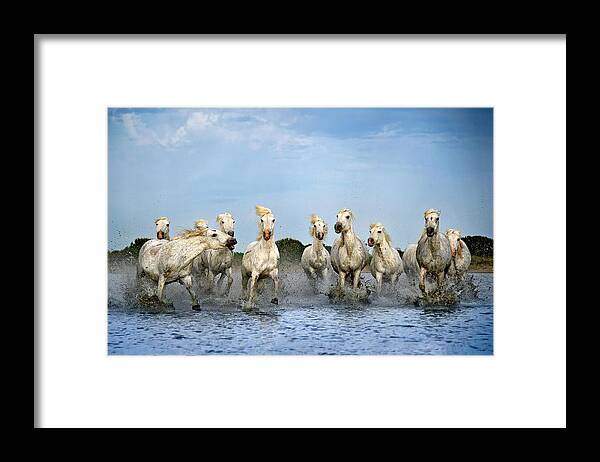 Horses Framed Print featuring the photograph Out Of My Way by Xavier Ortega