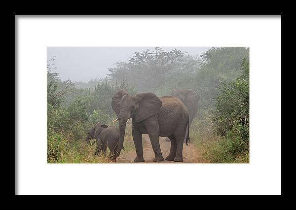 Hluhluwe-imfolozi Park Framed Print featuring the photograph Out of the Fog in Hluhluwe by Marcy Wielfaert