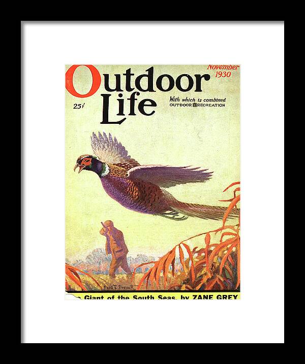Pheasant Framed Print featuring the painting Outdoor Life Magazine Cover November 1930 by Outdoor Life