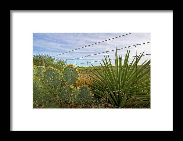 Cactus Framed Print featuring the photograph Outside Brownsville by Robert Och