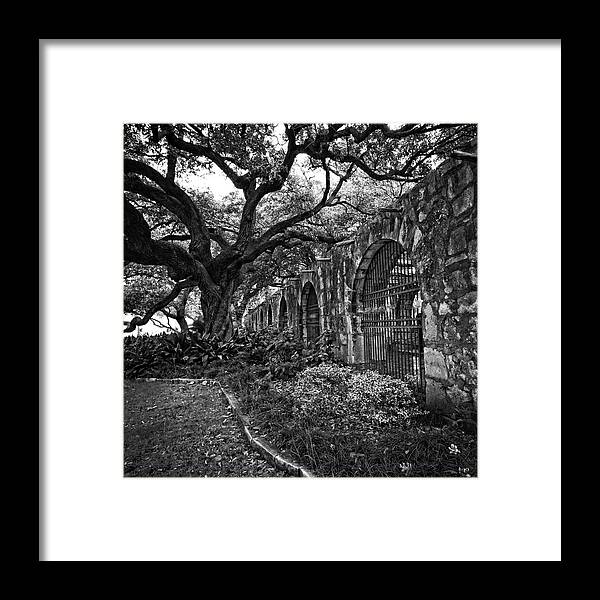 Tree Framed Print featuring the photograph Outside the Alamo by George Taylor