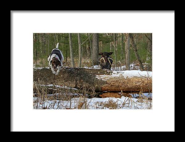 Gsp Framed Print featuring the photograph Over the Log by Brook Burling