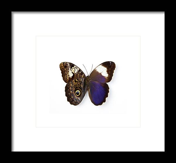 White Background Framed Print featuring the photograph Owl Butterfly by Darrell Gulin