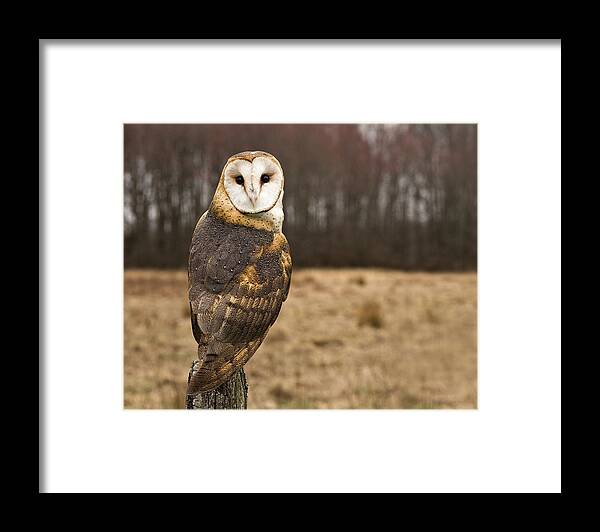 Alertness Framed Print featuring the photograph Owl Looking At Camera by Jody Trappe Photography