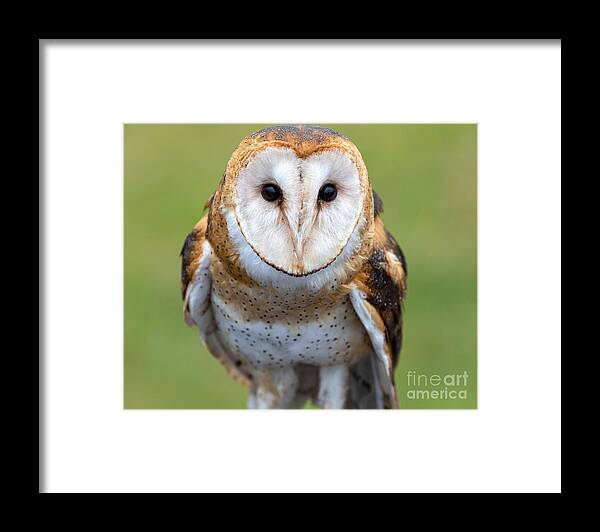 Photography Framed Print featuring the photograph Owl Portrait by Alma Danison