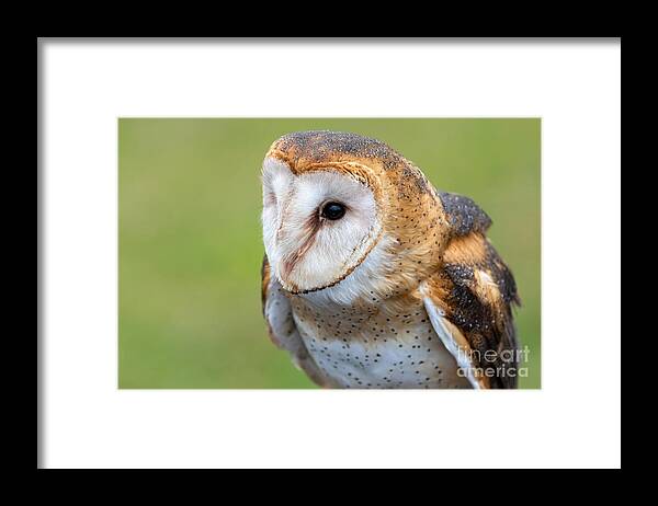 Photography Framed Print featuring the photograph Common Barn Owl Portrait by Alma Danison