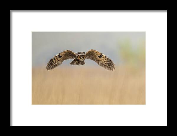 Owl Framed Print featuring the photograph Owl by Tracy