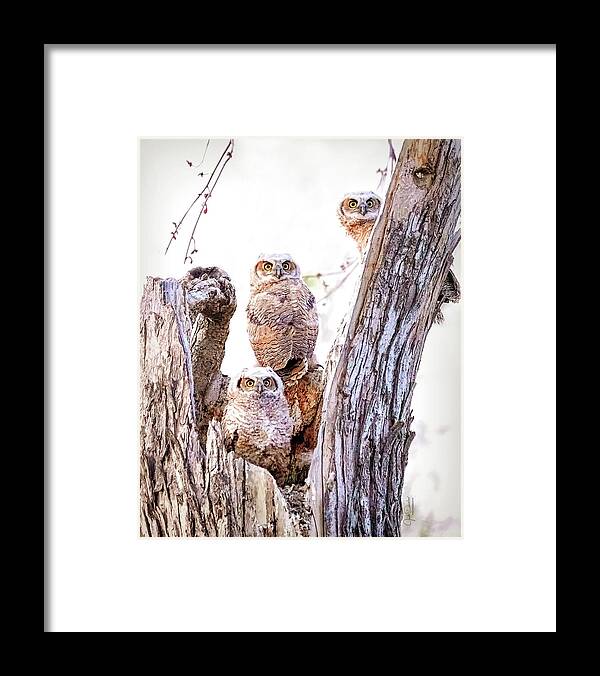 Great Horned Owl Framed Print featuring the photograph Owl Trio Standing Guard by Judi Dressler