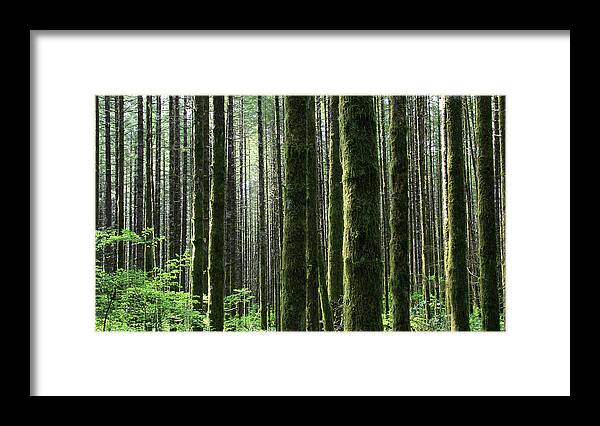 Scenics Framed Print featuring the photograph Pacific Northwest Rainforest In by Imaginegolf