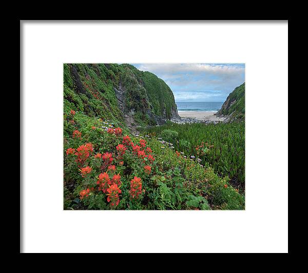 00571625 Framed Print featuring the photograph Paintbrush And Seaside Fleabane, Garrapata State Beach, Big Sur, California by Tim Fitzharris