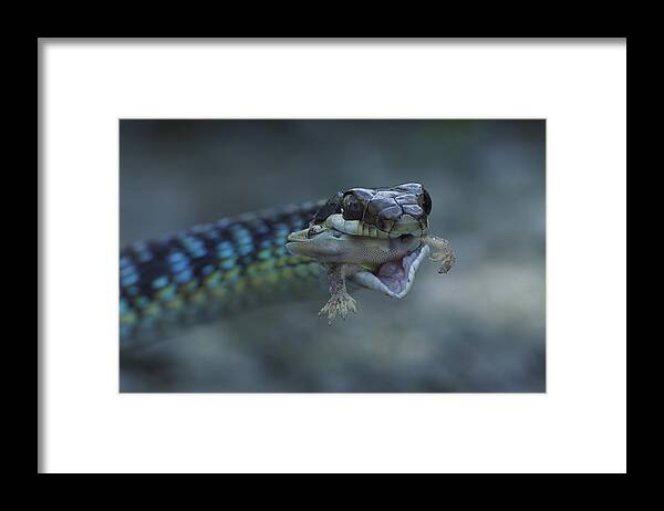 Paintedbronzeback Framed Print featuring the photograph Painted Bronzeback by ?o T?n Pht