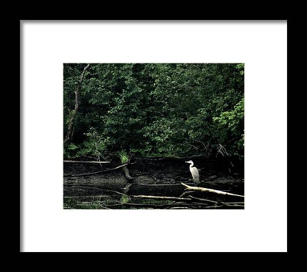 Painted Framed Print featuring the photograph Painted Heron by Catherine Arcolio