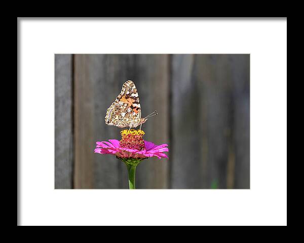 Painted Lady Framed Print featuring the photograph Painted Lady 2018-2 by Thomas Young