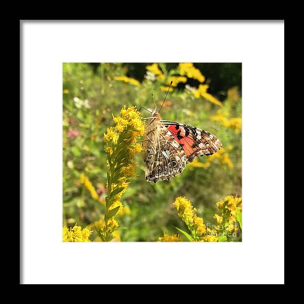 Painted Lady Framed Print featuring the photograph Painted Lady and Goldenrod 3 by Amy E Fraser