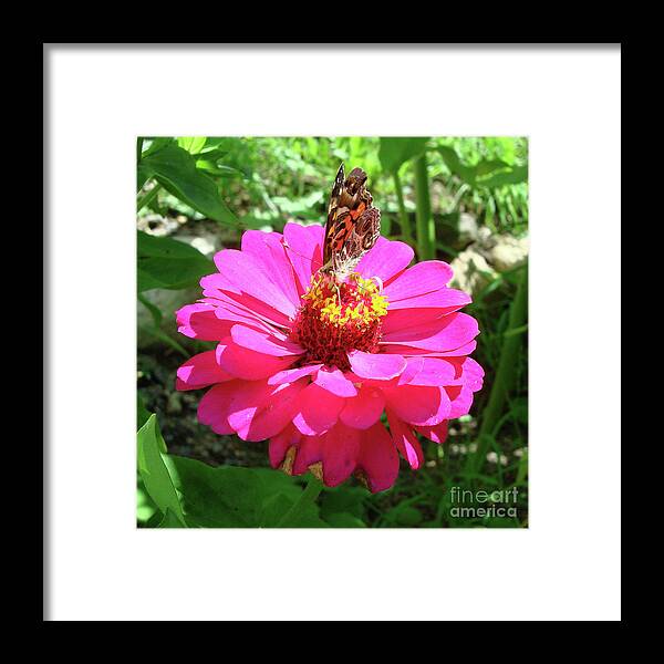 Painted Lady Framed Print featuring the photograph Painted Lady and Zinnia 2 by Amy E Fraser