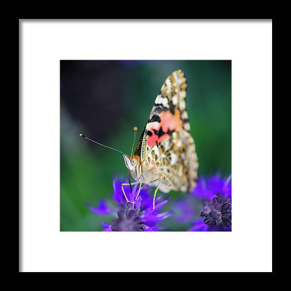 Butterfly Framed Print featuring the photograph Painted Lady Butterfly by Nicole Young