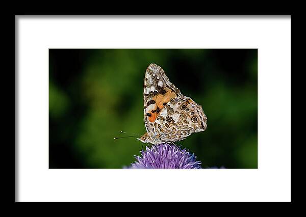 Painted Lady Iii Framed Print featuring the photograph Painted Lady III by Torbjorn Swenelius