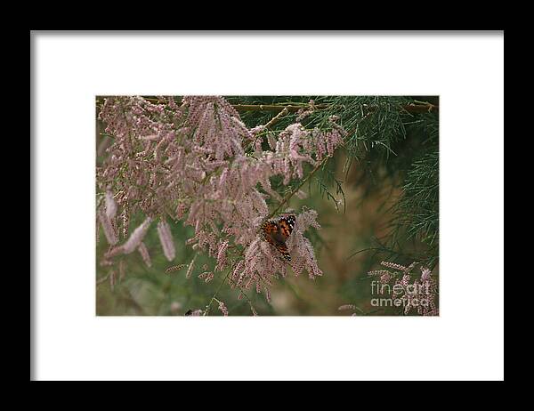 Peony Pink Framed Print featuring the photograph Painted Lady on Pink Chinese Saltcedar by Colleen Cornelius