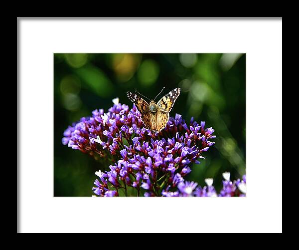 Linda Brody Framed Print featuring the photograph Painted Lady on Purple Statice 2 by Linda Brody
