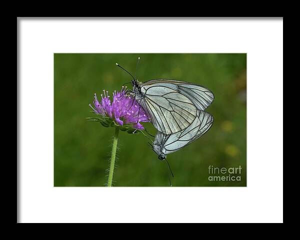 Lepidoptera Framed Print featuring the photograph Paired Black-veined White Butterflies by Bob Gibbons/science Photo Library
