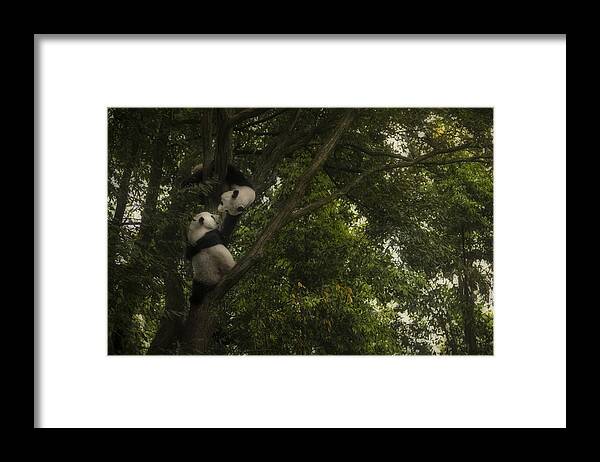 Panda Framed Print featuring the photograph Panda by Roberto Marchegiani