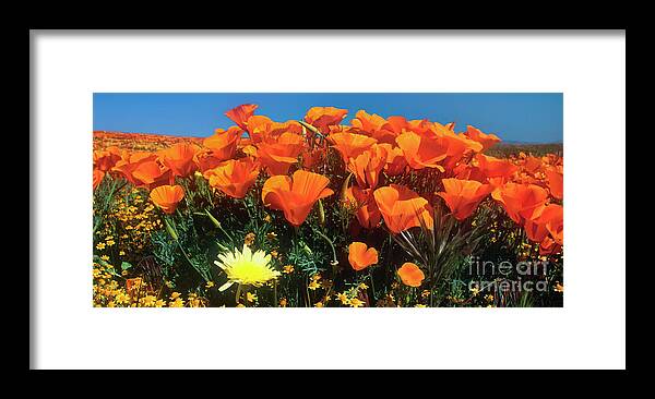 Dave Welling Framed Print featuring the photograph Panorama California Poppies Desert Dandelions California by Dave Welling