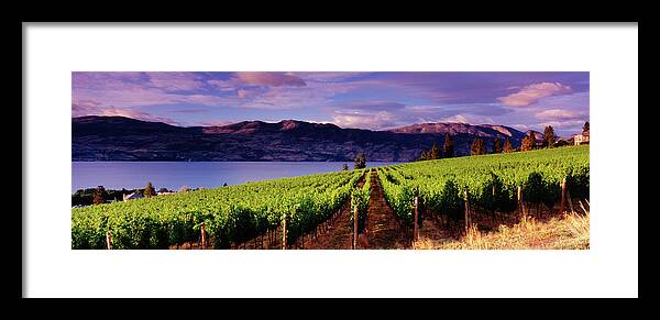 Scenics Framed Print featuring the photograph Panoramic Vineyards Kelowna by Jason v