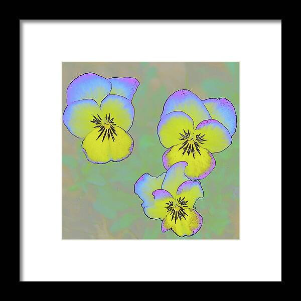 Flower Framed Print featuring the photograph Pansies by Minnie Gallman