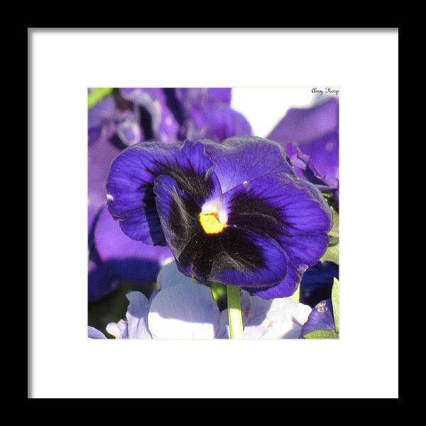 Flower Framed Print featuring the photograph Pansy by Amy Hosp