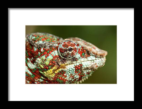 Animal Scale Framed Print featuring the photograph Panther Chameleon, Madagasdar by Paul Souders