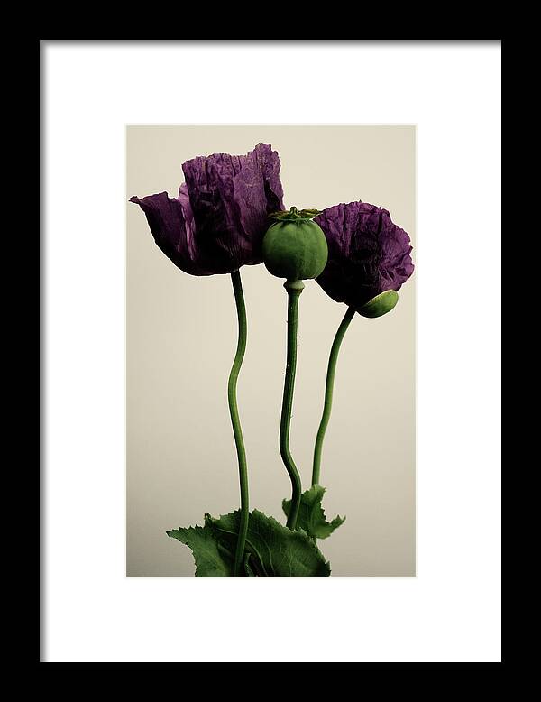 Bud Framed Print featuring the photograph Papaver Somniferum by Farmer Images