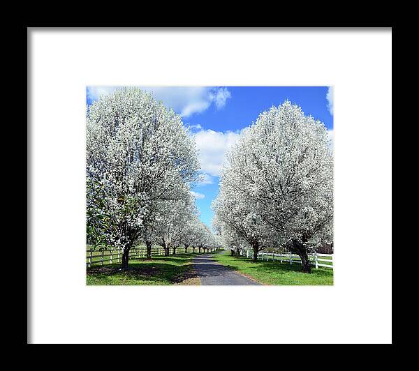 Bradford Pear Trees Framed Print featuring the photograph Paradise Lane by Michael Frank